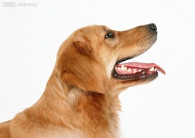 金毛犬