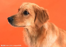 金毛犬