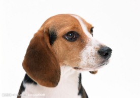 名犬