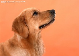 金毛犬