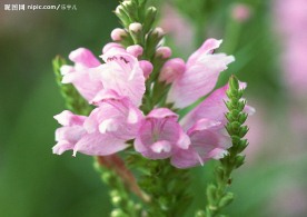 美丽粉色花朵花蕾