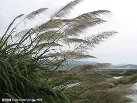 芦苇