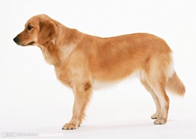 金毛犬