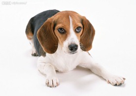 名犬