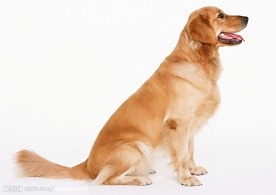 名犬