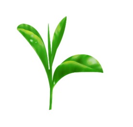 茶叶-手工绘制1