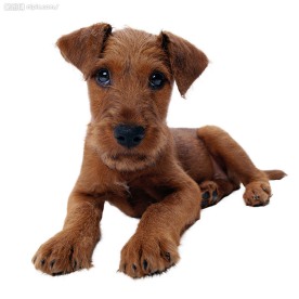 名犬