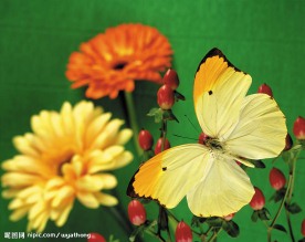 蝶恋花