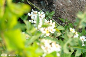山楂花