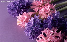 花的世界