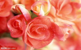 花的世界