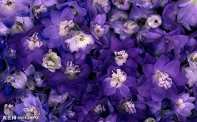 花的世界