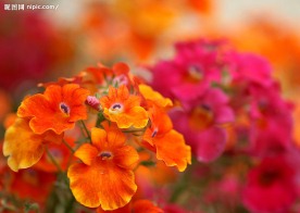 花的世界