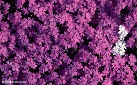 花的世界