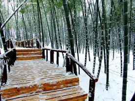 雪竹