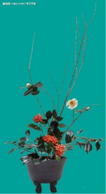 茶花