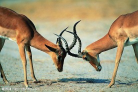 打斗的羚羊