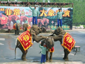 大连森林动物园－大象