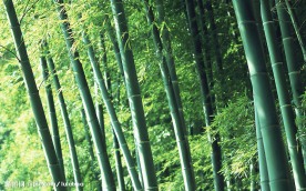 竹林深处  竹子