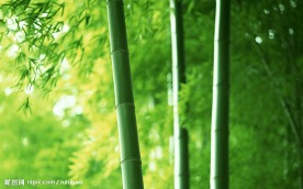 竹林深处  竹子