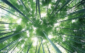 竹林深处  竹子