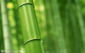 竹林深处  竹子
