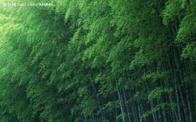 竹林深处  竹子