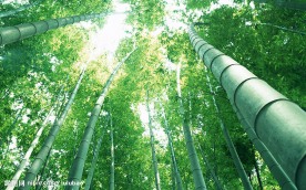竹林深处  竹子