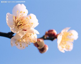 桃花三两枝
