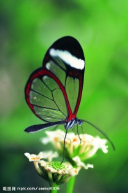 蝶恋花