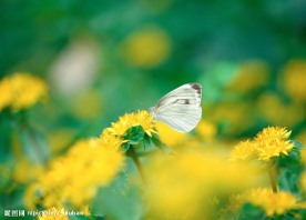 春暖花开