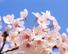 桃花朵朵开