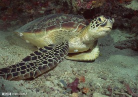 海洋生物  海龟