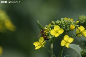 蜜蜂 油菜花