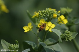 蜜蜂 油菜花