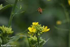 蜜蜂 油菜花
