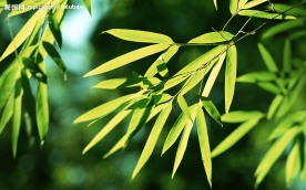 竹林深处 竹子