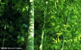 竹林深处 竹子