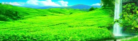 茶山
