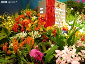花的世界
