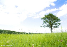 草原草地