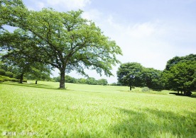 草原草地