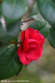 茶花