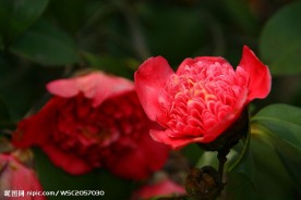 茶花