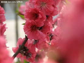 雾里看花