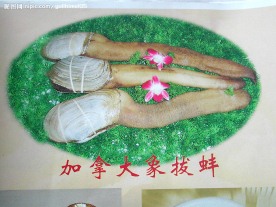 加拿大象拔蚌