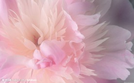 繁花似锦