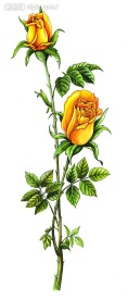 手绘黄玫瑰