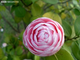 粉红色茶花蕾
