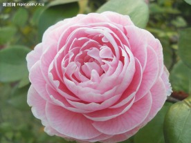 超大茶花
